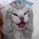 Stress Cat | Portal