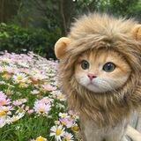Lion Cat CTO