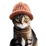 catwifhat ($CWIF)