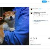 Tuna Inu $TUNA ACHI MOM