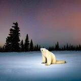Polar Bear 2026 $ойойойойойо (Portal)