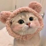 MimiCat