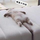 喵星人大作战