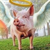 The Wonder Pig
