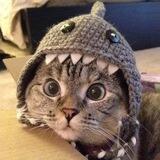 Shark Cat OG Portal
