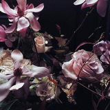 ㅤo’ phase│“delphine” ... 🍇🐈‍⬛️ symphony of words elegance of poetry ˳ֹ .. 