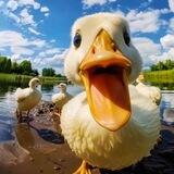 小黄鸭搜索导航