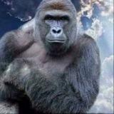 $HARAMBE 🦍