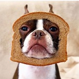 Inbred Dog