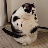 chunki