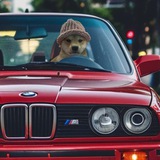 DOG WIF BMW | TRON Chain | $WIFBMW