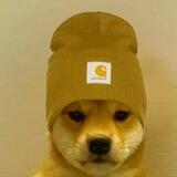 dogwifbeanie \ $BEANIE