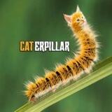 $CATERPILLAR Portal