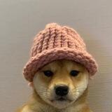 $DogWifHat - Portal