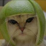 $MELON PORTAL
