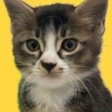 Boo The Cat Coin | AVE LISTED & CG APPLIED