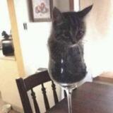 cupcat Portal