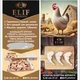 ELIF Damashniy Tovuq akarachkasi