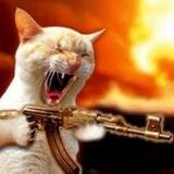 CATWIFAK