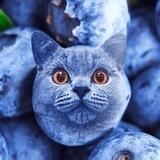 $BLUEBERRY Coin: The truth behind Sam Altman's mystery firing from OpenAI is finally revealed.