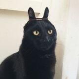 Мам, хочу кота