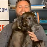 Pippy - Vance’s Dog PORTAL