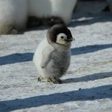 Pengu portal