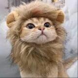 $lioncat portal