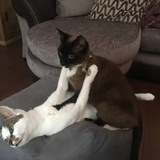Cat in the act | Portal