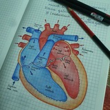 Kardio_Aritmolog ekg kurslari