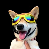 DogWifGoggles