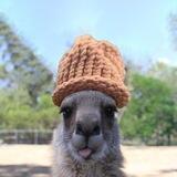 KangarooWifHat $KANG