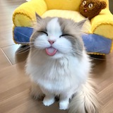 给猫主子请安丨Cats' Royal Salute