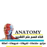Anatomy
