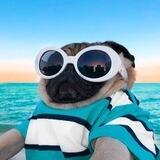 Doug The Pug | Portal