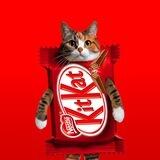 KITCAT | Portal |