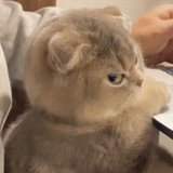 sideeyecat portal