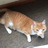 Waffles Davincij15’s Cat
