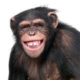 APE coin (SOLANA)