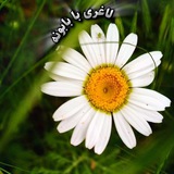🌼لاغری با بابونه🌼
