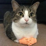 Cat Wif Hands | Portal