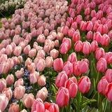 𝒕𝒖𝒍𝒊𝒑🌷