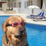 doginthpool portal