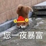 追风团队q拉日常工作记录