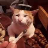 stoned cat
