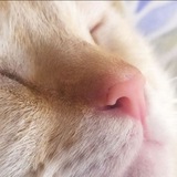 Кот путешествует по миру