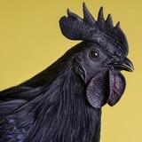 Cock Solana