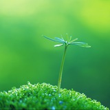 Kèo 100% chiến thắng
