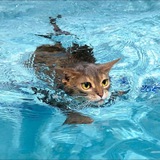 Floating Cat - Portal