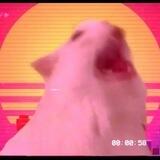 Meow Verify